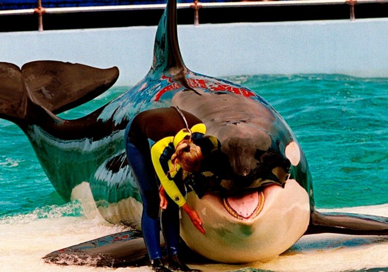Orca Lolita dies after 52 years in captivity at Miami Seaquarium